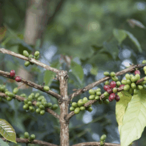 Arabica Lintong Gr. 1
